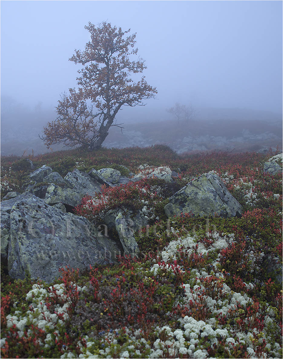 Foto av Eva Bucksch